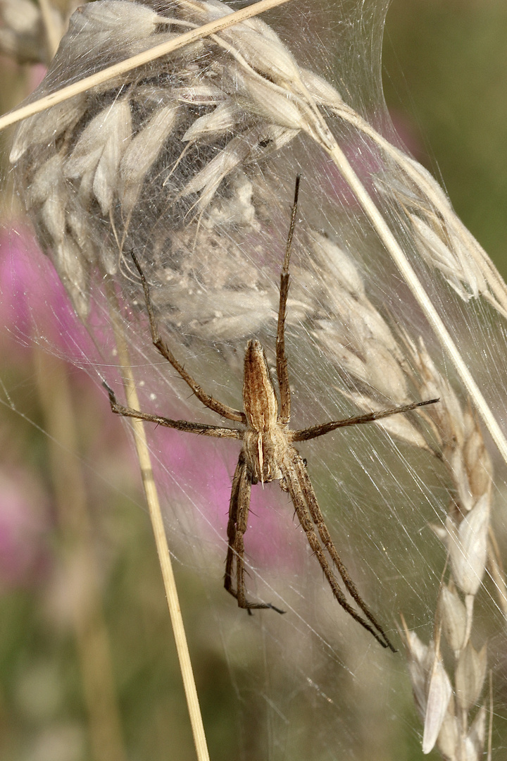 (8) Die Listspinne (Pisaura mirabilis) ...