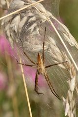 (8) Die Listspinne (Pisaura mirabilis) ...