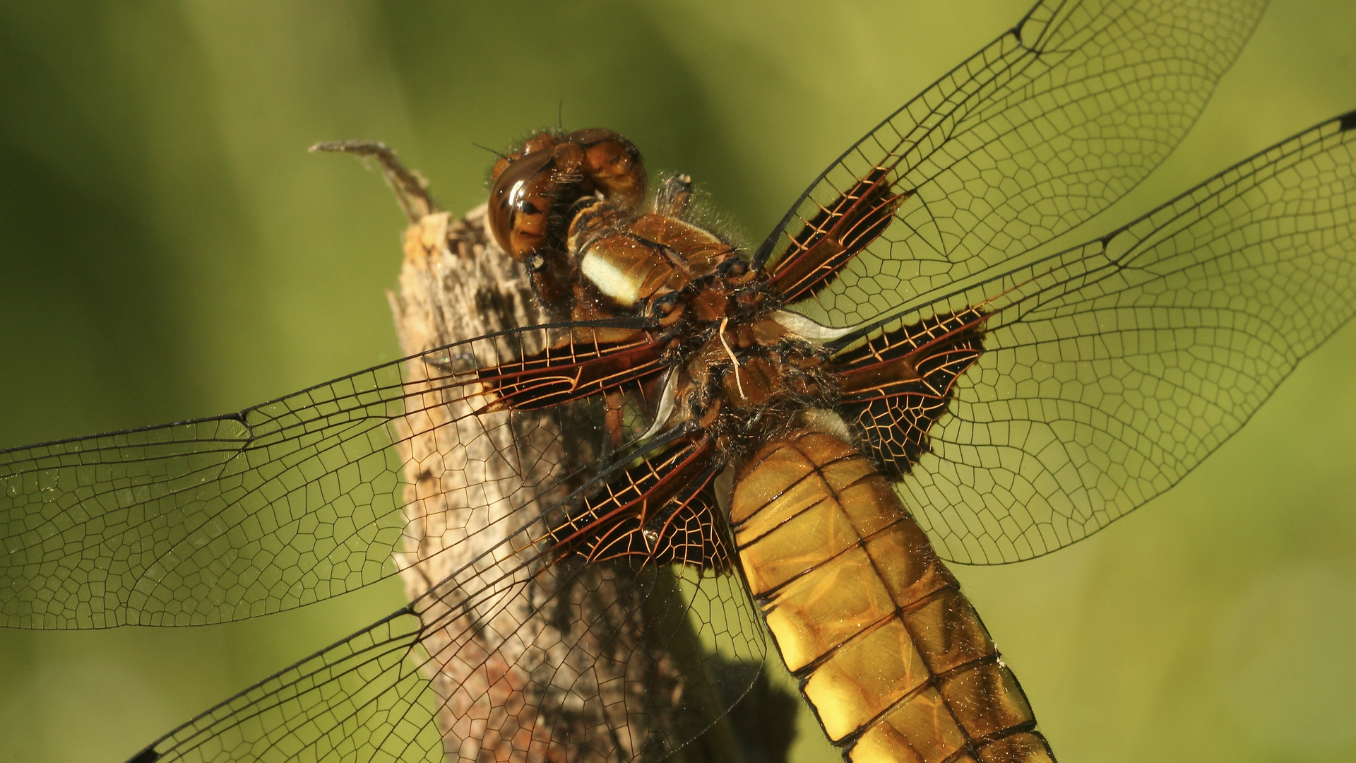 (8) Die PLATTBAUCH-LIBELLE (LIBELLULA DEPRESSA)