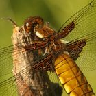 (8) Die PLATTBAUCH-LIBELLE (LIBELLULA DEPRESSA)