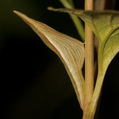 (8) Die Puppe des Aurorafalters (Anthochares cardamines)