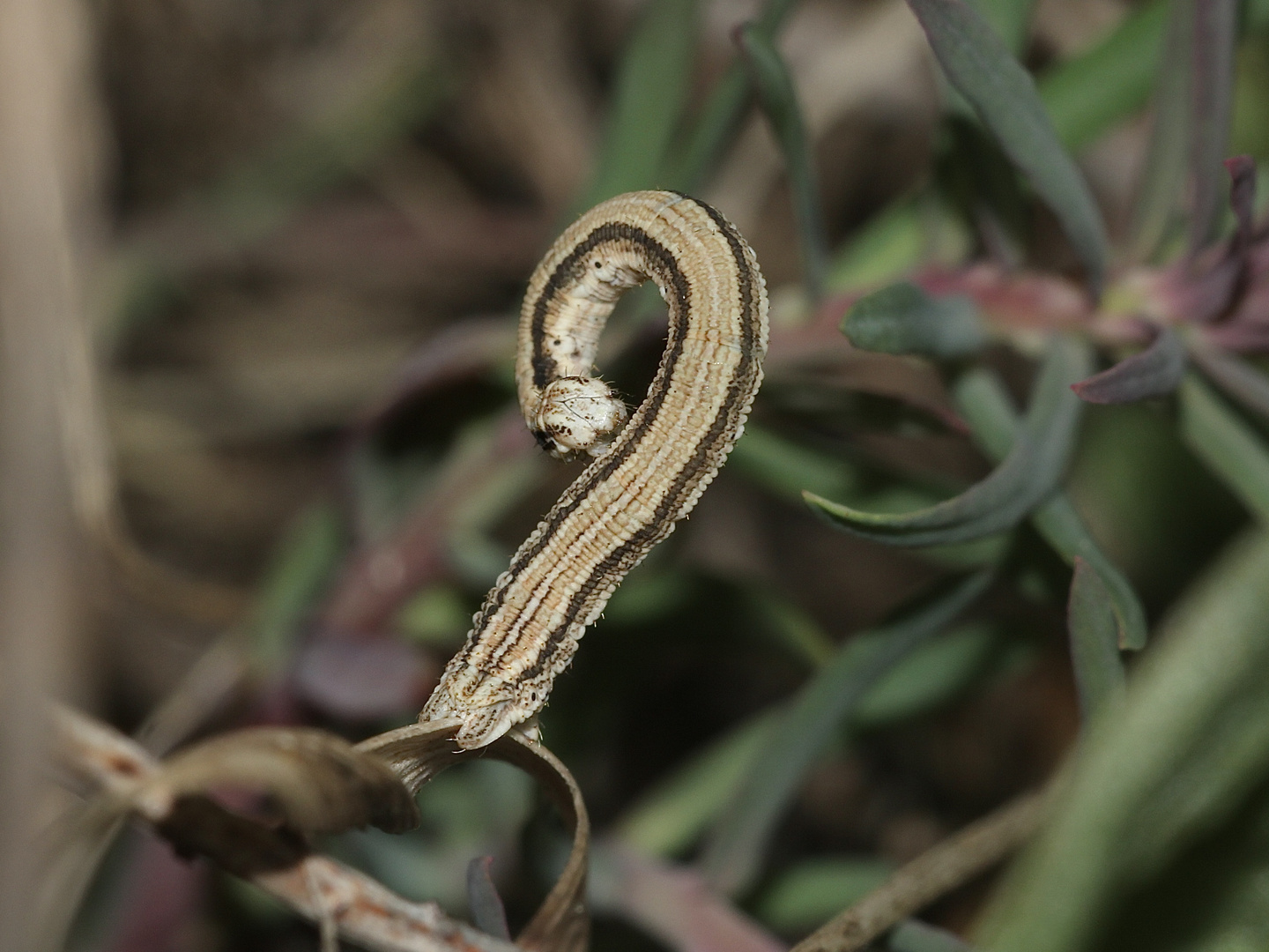 (8) Die Raupe des Marmorierten Kleinspanners (Scopula immorata)