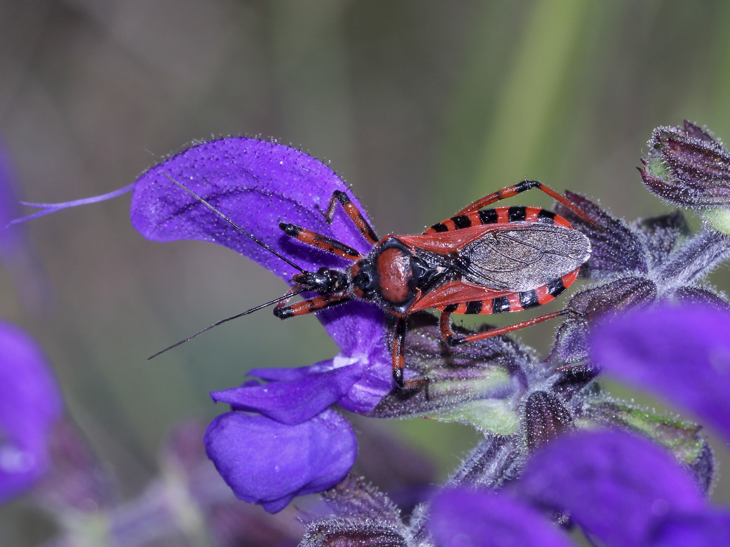 (8) Die Rote Mordwanze (Rhynocoris iracundus) ...