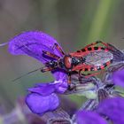 (8) Die Rote Mordwanze (Rhynocoris iracundus) ...