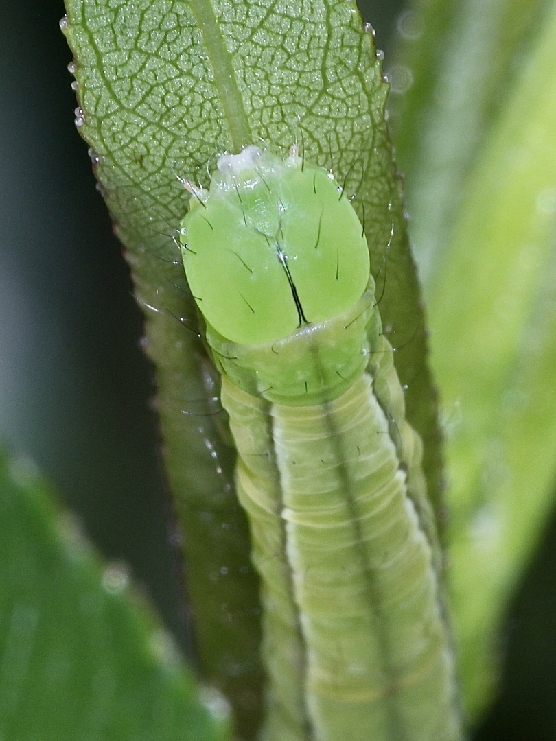 (8) Die Zackeneule, Zimteule oder "Krebssuppe" (Scoliopteryx libatrix) ...