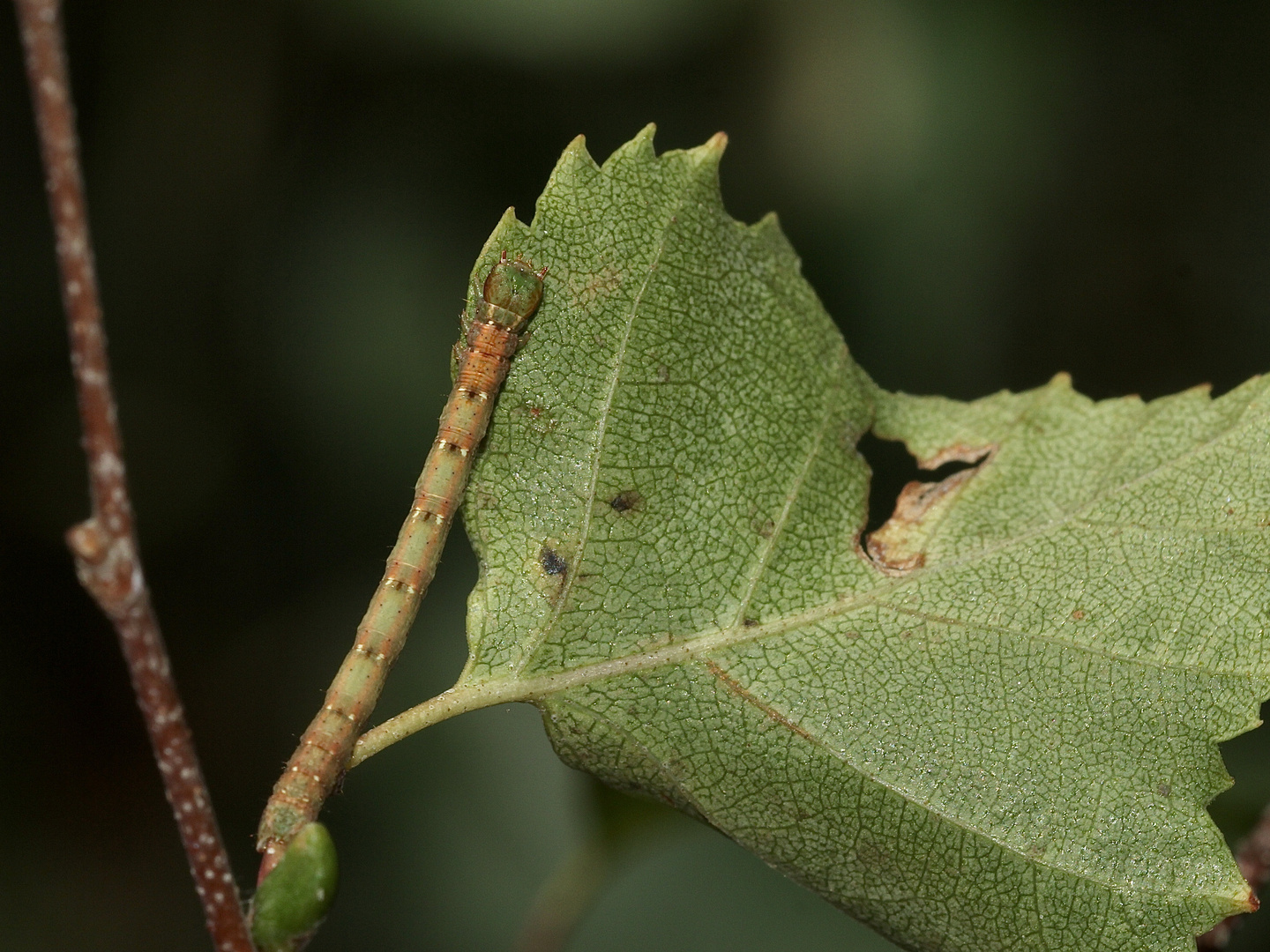 (8) Drei verschiedene Raupen des (Weißstirn-)Weißspanners (Cabera cf. pusaria)