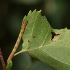 (8) Drei verschiedene Raupen des (Weißstirn-)Weißspanners (Cabera cf. pusaria)