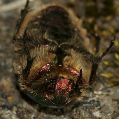 (8) Ein Männchen des Gold-Rosenkäfers (Cetonia aurata)