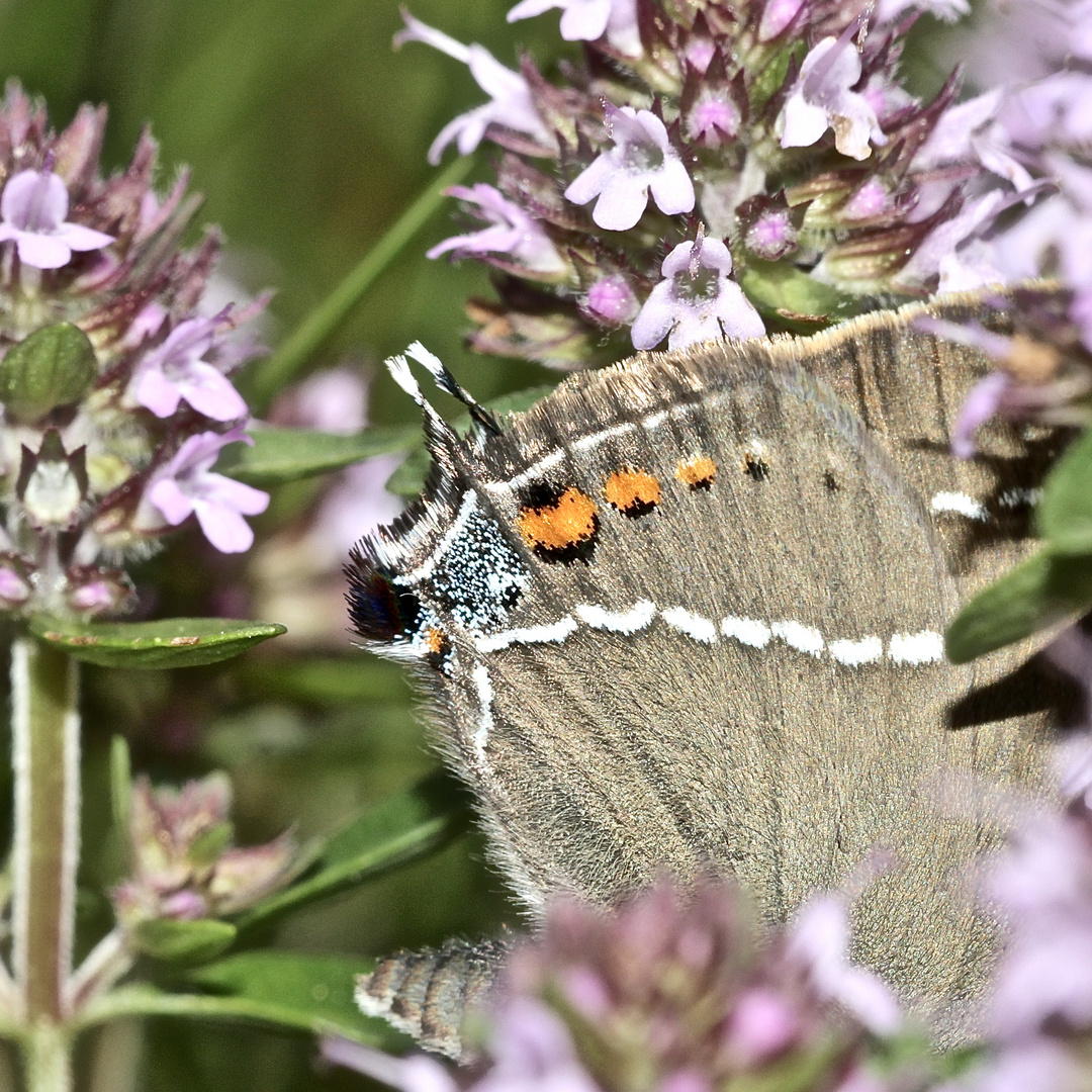 (8) Ein Pärchen des Kreuzdorn-Zipfelfalters (Satyrium = Thekla) spini 