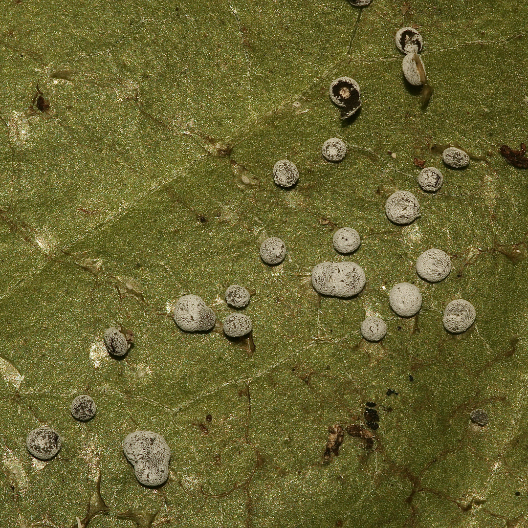 (8) Ein Schleim"pilz" auf alten und frischen Efeublättern: DIDYMIUM SQUAMULOSUM