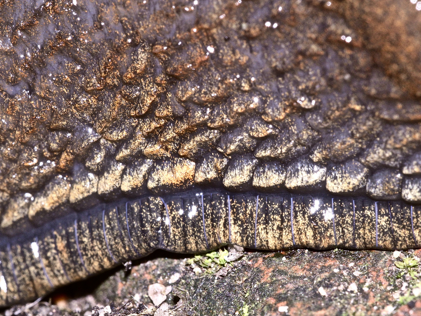 (8) Eine WEGSCHNECKE (Arion sp.)