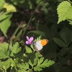 (8) Einiges vom Aurorafalter (Anthocharis cardamines), erlebt an einem einzigen Tag!