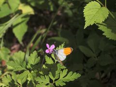 (8) Einiges vom Aurorafalter (Anthocharis cardamines), erlebt an einem einzigen Tag!