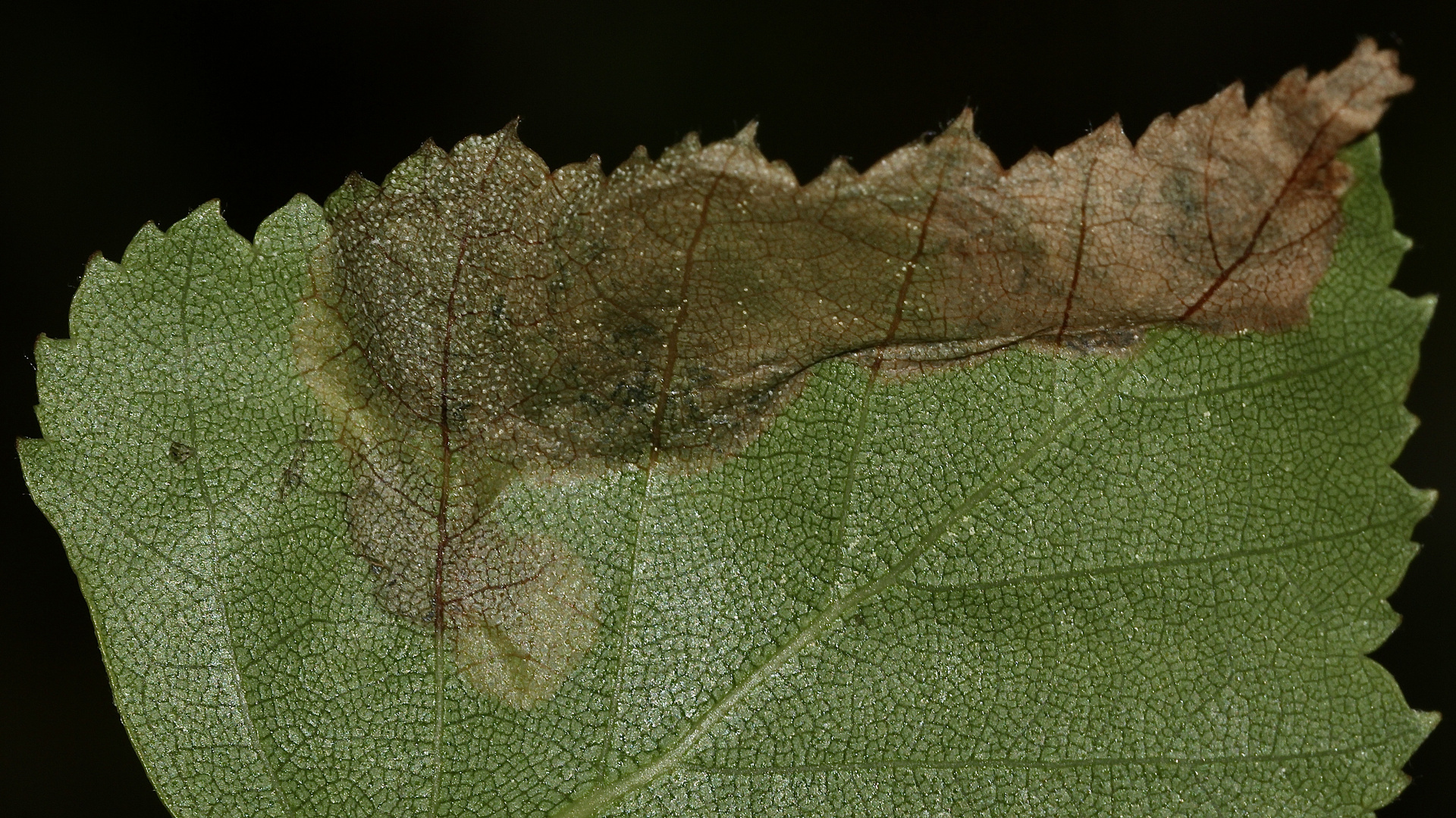 (8) Eriocrania semipurpurella oder sangii aus der Familie der Trugmotten (Eriocraniidae)