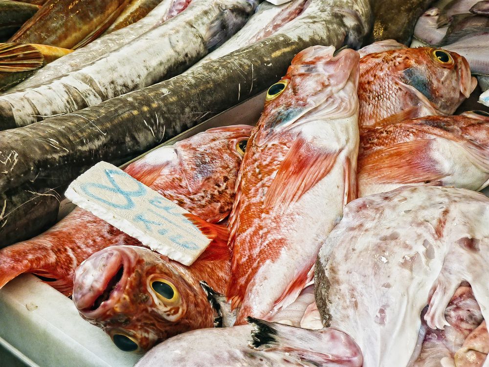 8 Euro/Kilo Fisch von pdmmarci 