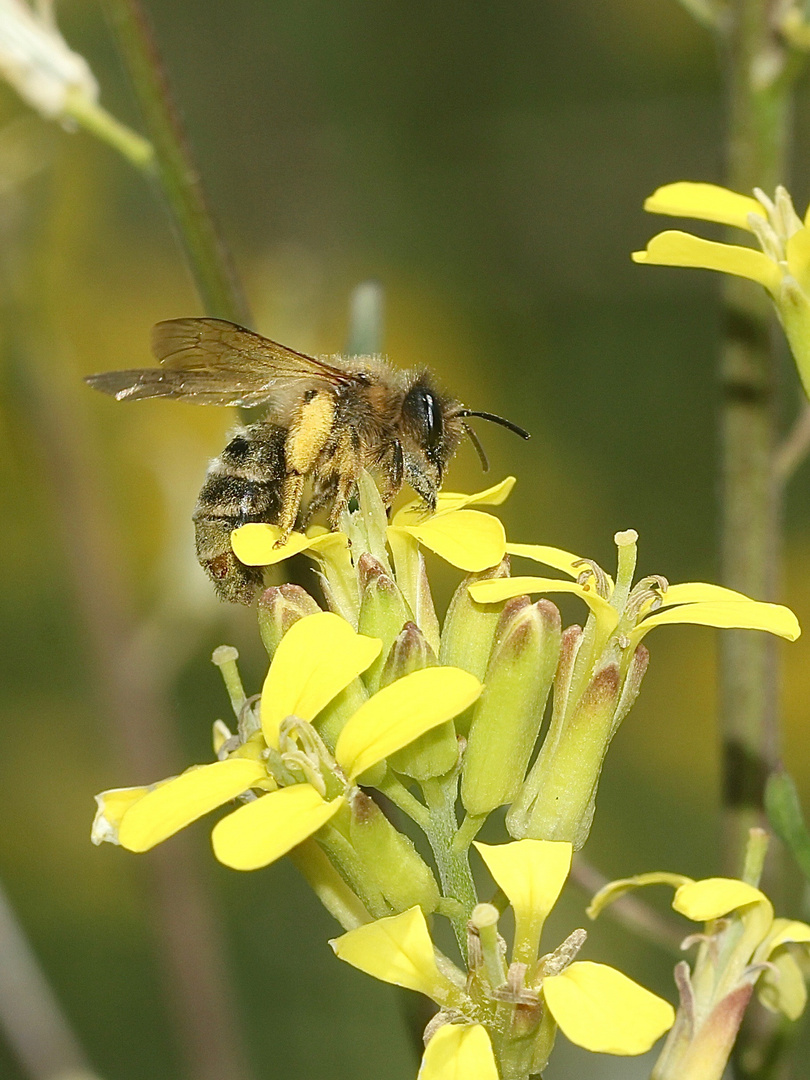 (8) FÄCHERFLÜGLER (Ordnung STREPSIPTERA)