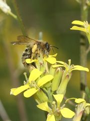 (8) FÄCHERFLÜGLER (Ordnung STREPSIPTERA)