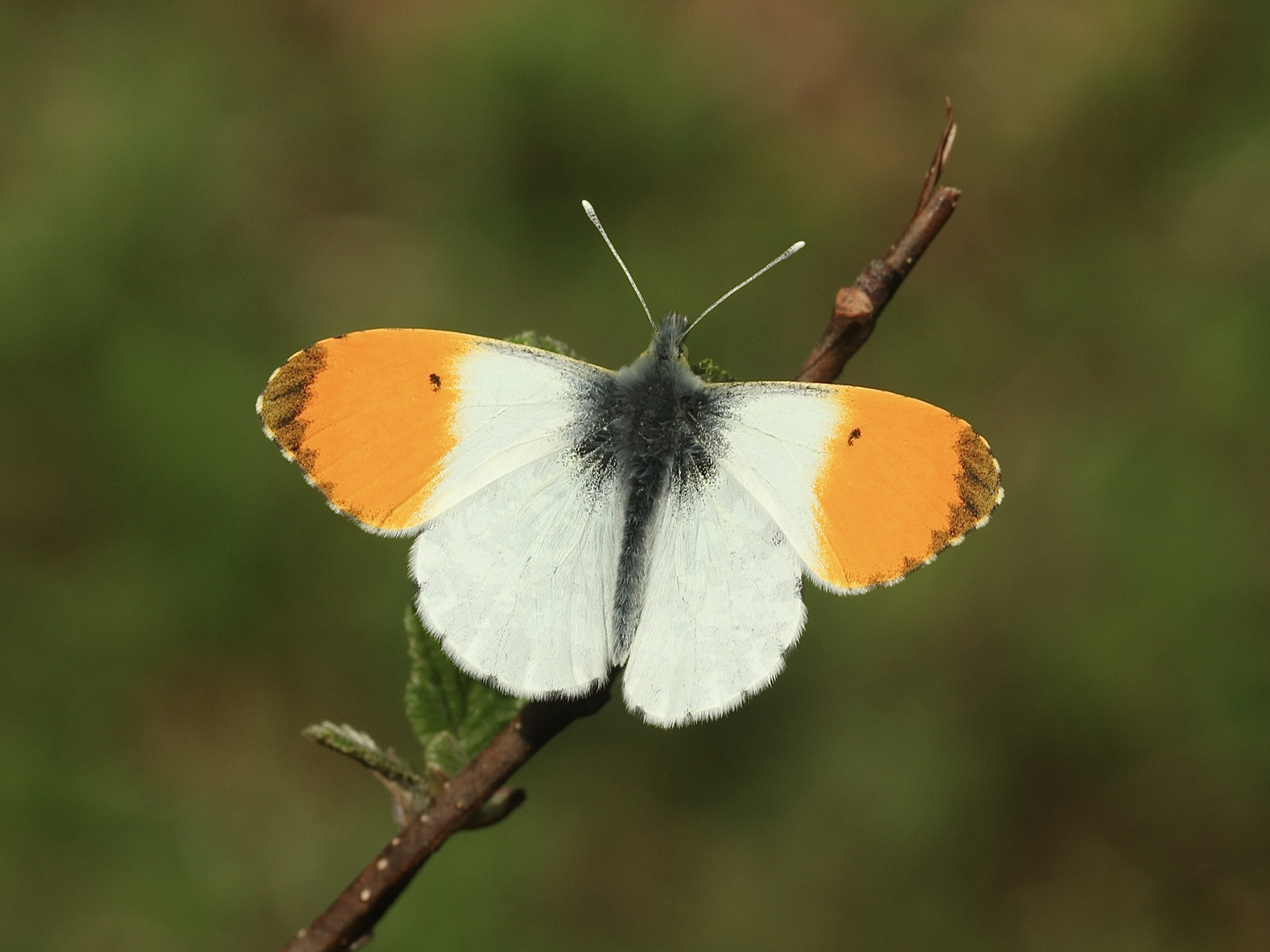 (8) Frühlingsfarben: Ein Aurorafalter-Männchen (Anthochares cardamines) vor dem Jungfernflug!