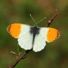 (8) Frühlingsfarben: Ein Aurorafalter-Männchen (Anthochares cardamines) vor dem Jungfernflug!