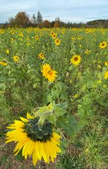 (8) Herbst in der Oberpfalz - schwarzweiß und bunt ...