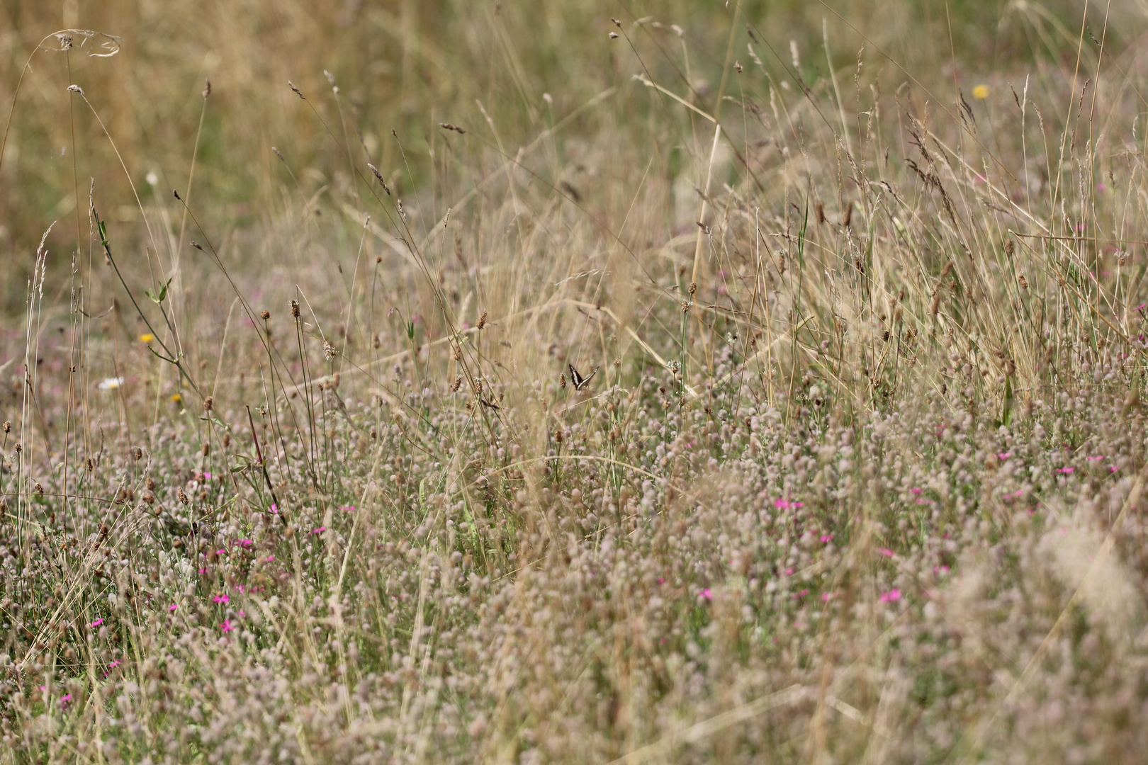 (8) Hilltopping, Tarnung und Eiablage des WEISSEN WALDPORTIERs (BRINTESIA CIRCE)