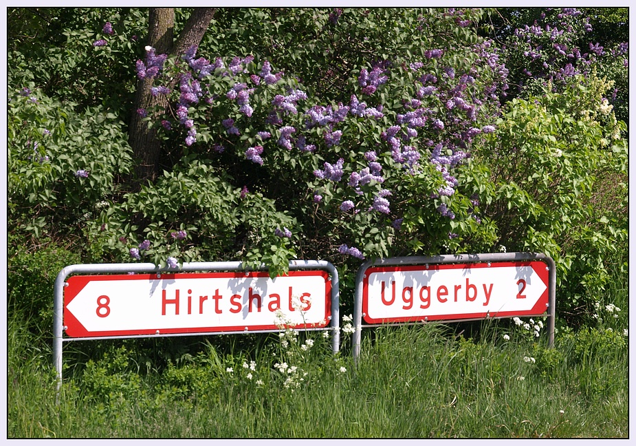 8 Hirtshals / Uggerby 2