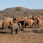 8 Impressionen Madikwe, Südafrika