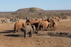 8 Impressionen Madikwe, Südafrika