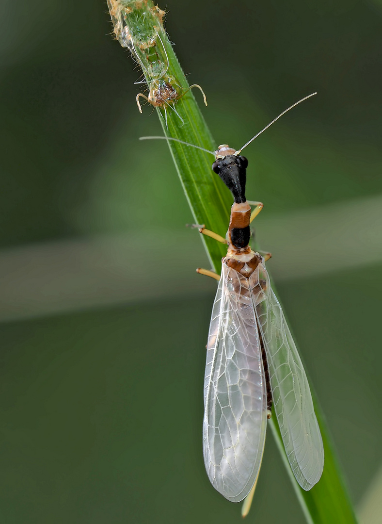  8. Kamelhalsfliege (Raphidia sp.): Metamorphose! Aufnahme 55 Minuten nach dem 1. Foto.