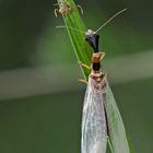  8. Kamelhalsfliege (Raphidia sp.): Metamorphose! Aufnahme 55 Minuten nach dem 1. Foto.