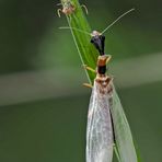  8. Kamelhalsfliege (Raphidia sp.): Metamorphose! Aufnahme 55 Minuten nach dem 1. Foto.