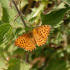 8-Mariposas en La Mussara