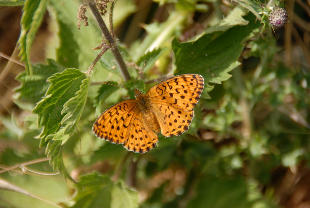 8-Mariposas en La Mussara