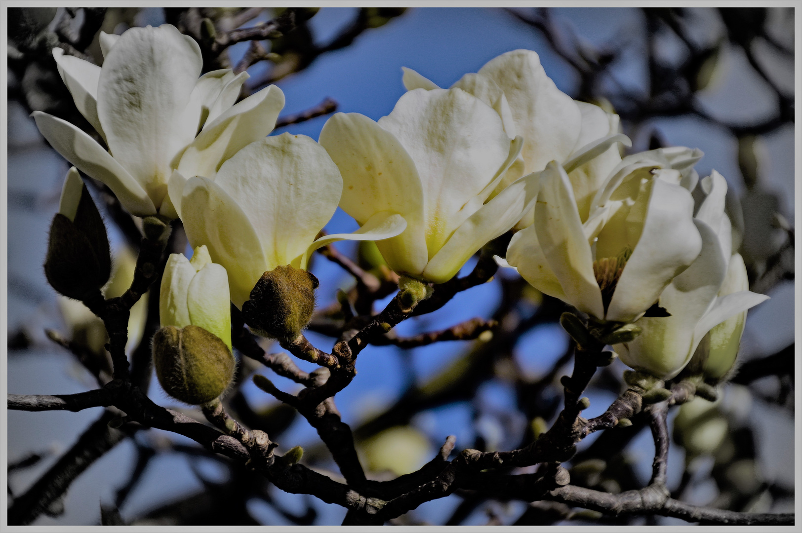 8 marzo :  auguri a tutte le donne !