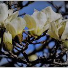 8 marzo :  auguri a tutte le donne !