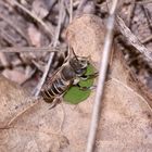 (8) "Meine" Bienenkolonie 2019 - Im kalten Winter Vorfreude auf den nächsten Sommer ...