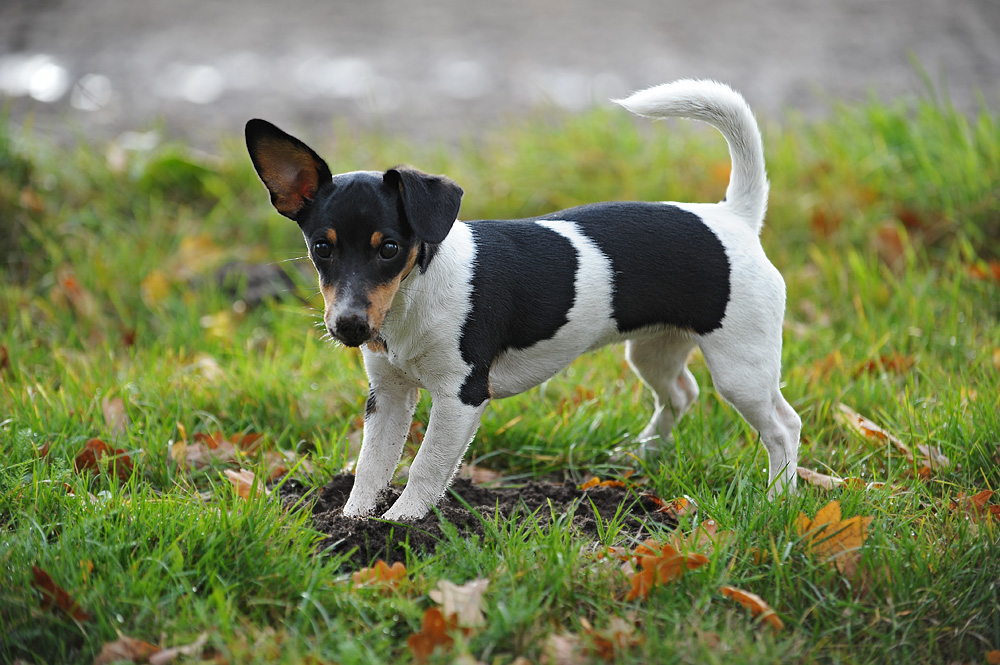 8 Monate alt Jack Russell Terrier "kiwi"