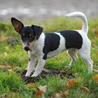 8 Monate alt Jack Russell Terrier "kiwi"