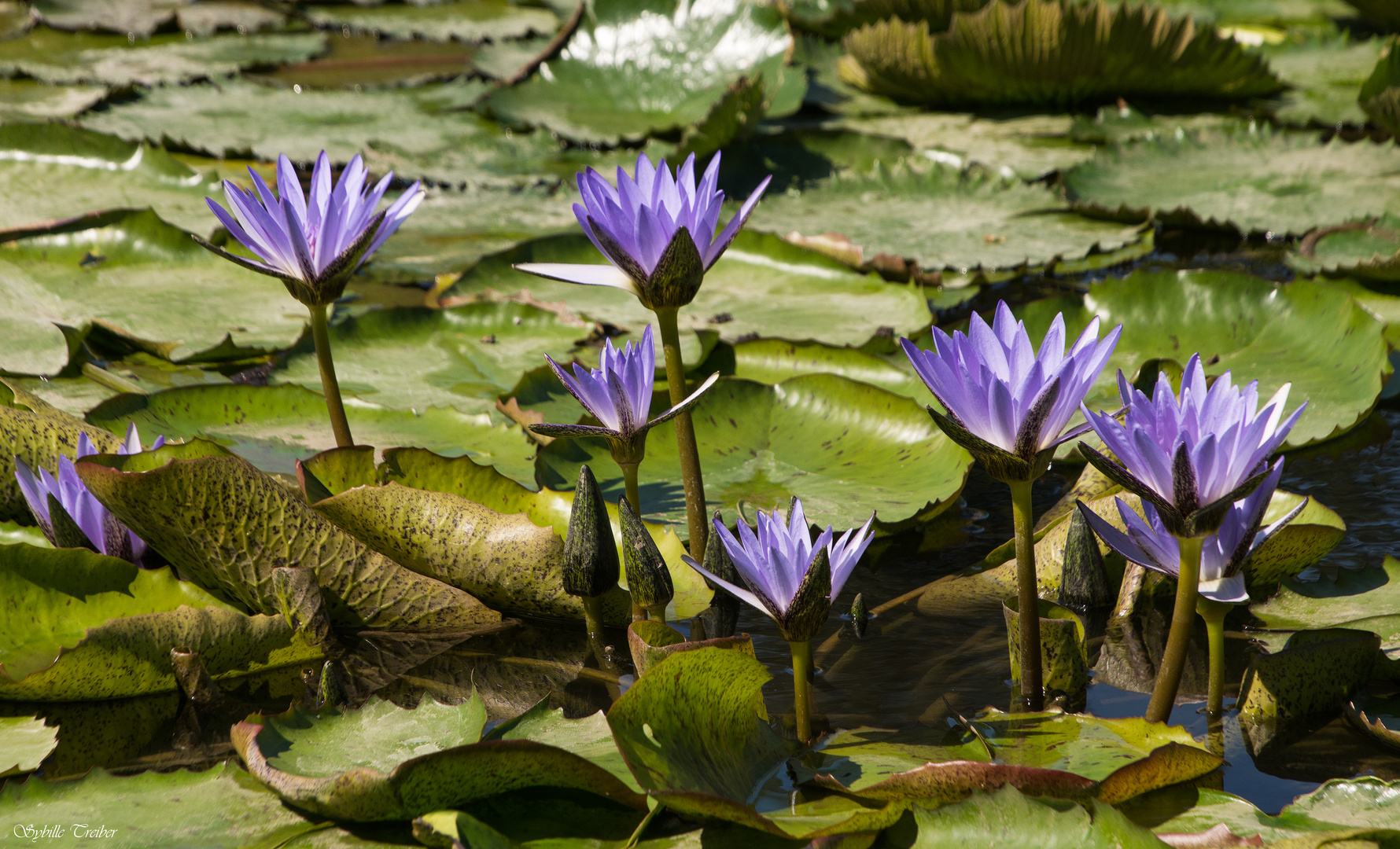 8 Nénuphars bleus