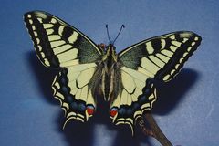 8 - Papilio in voller Pracht