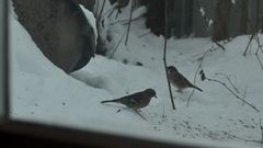 (8) Papillomatose ("Finkenfuß") beim Buchfink (Fringilla coelebs)