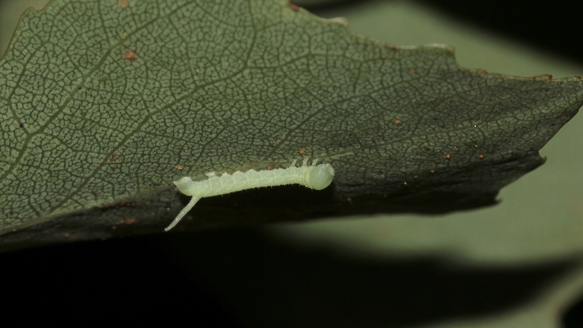 (8) PAPPELSCHWÄRMER (Laothoe populi), Entwicklung