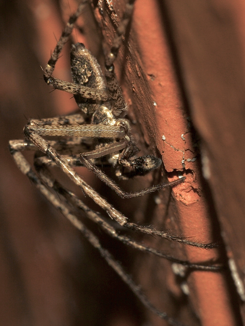 (8) PHILODROMUS MARGARITATUS - Für Anna-Dora Sartorio, unsere "grande dame" der Naturfotografie, ...