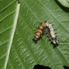 (8) Raupen und eine Puppe des C-Falters (Polygonia c-album)