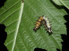 (8) Raupen und eine Puppe des C-Falters (Polygonia c-album)