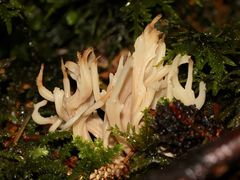 (8) Vier ähnliche, helle, korallenartige Pilze