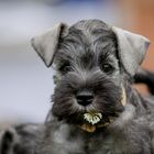 8 weeks old Miniatur Schnauzer Puppy.. 