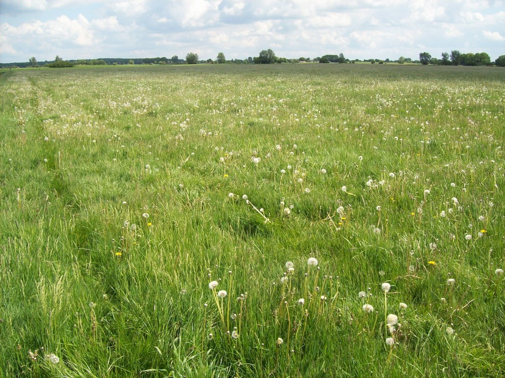 (8) wie wir durch Landschaft wanderten ...