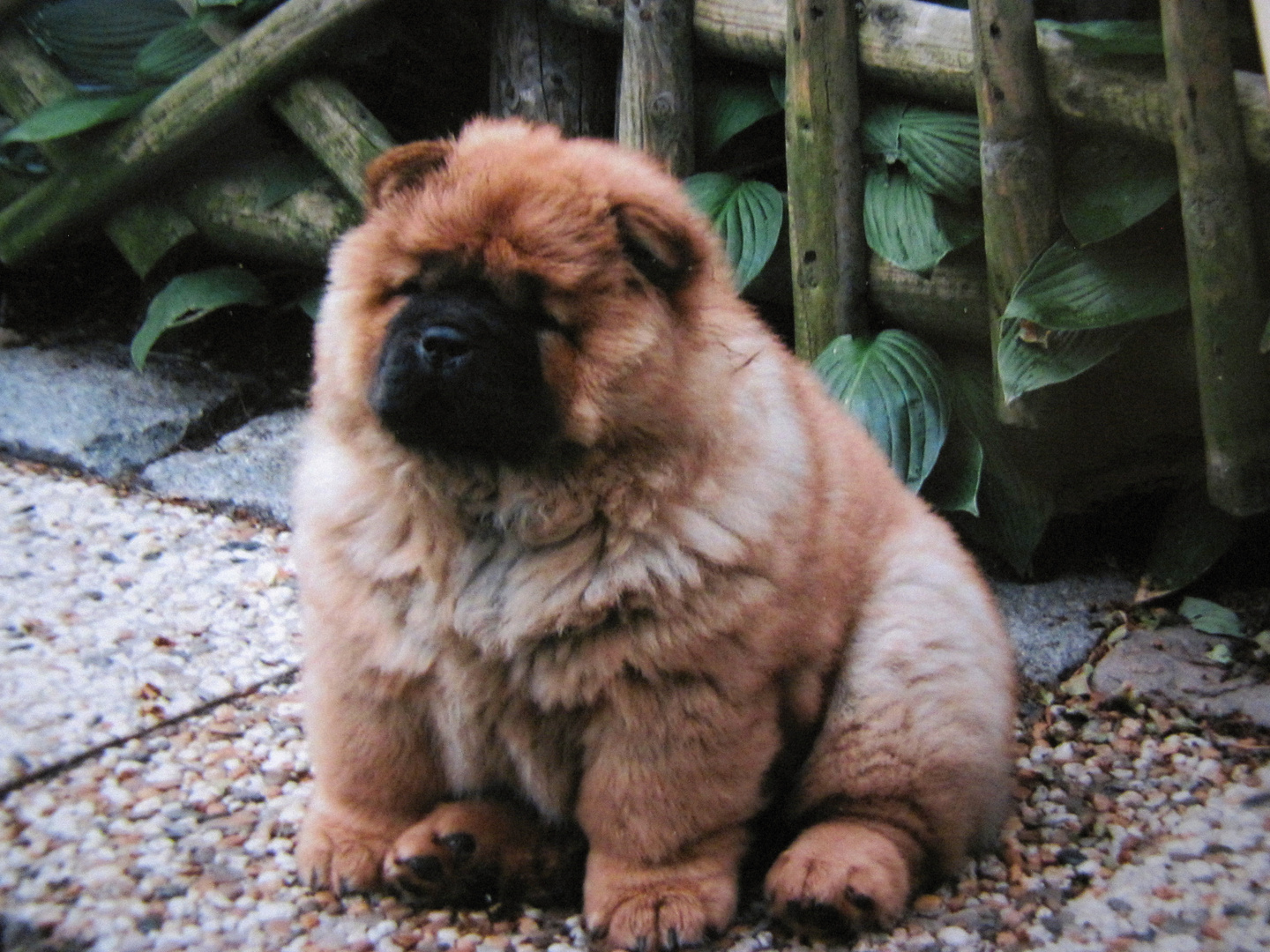 8 Wochen alter Chow Chow