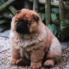 8 Wochen alter Chow Chow